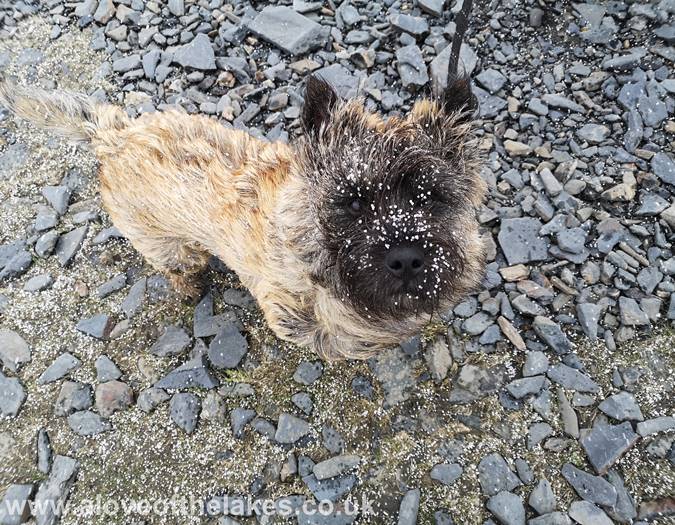 Our dog covered in snow