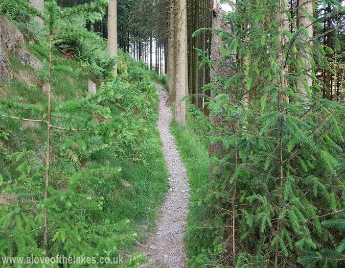 The path climbs up through a wooded area