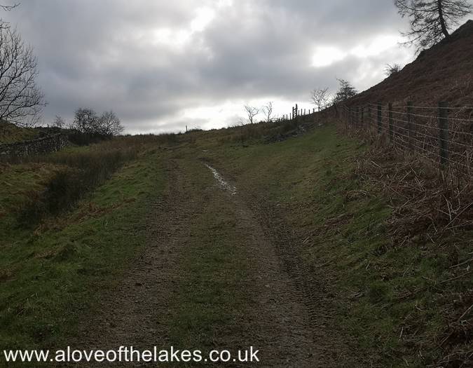 Out of the wooded area and veer towards the left