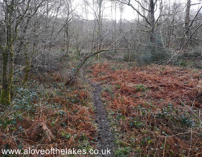 Soon the path improves somewhat as it leads through the woodland
