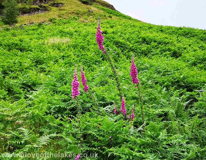 Foxgloves amidst the bracken