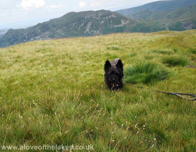 Jones the Cairn Terrier