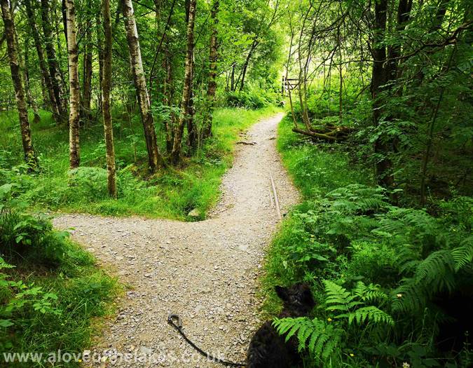 The path