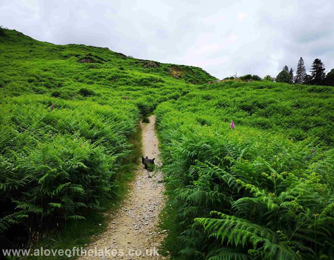 The path through the bracken