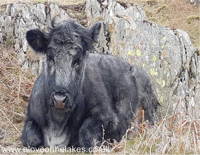 A cow