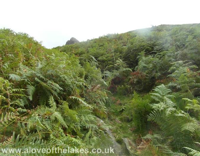 Hollow Stone peeping up above the bracken