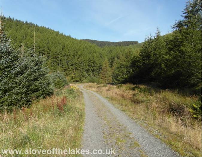 The Forest trail