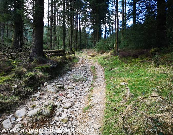 The rough track through the forest