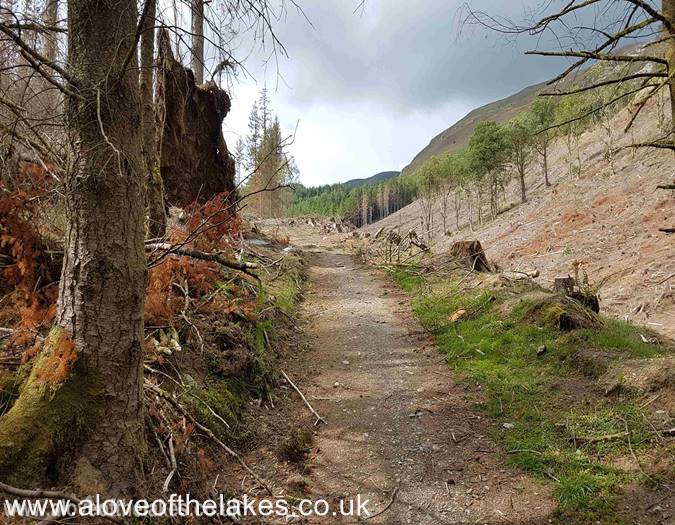 The start of the Forest trail