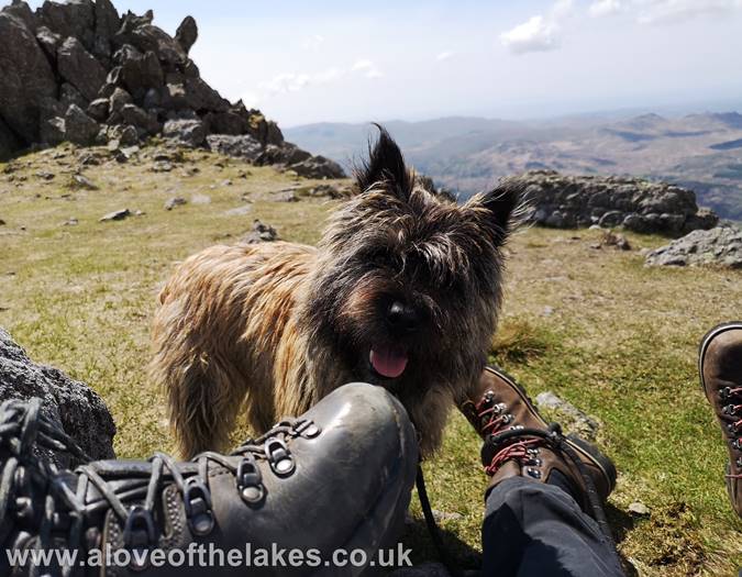 Spud our cairn terrier