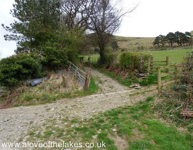 The tree lined track