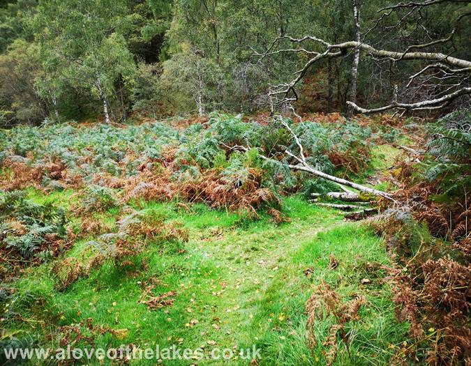 The path starts to climb steeply