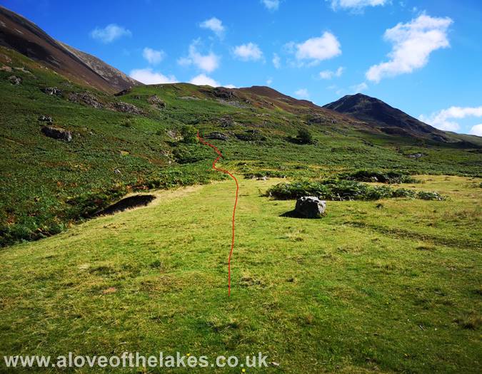 Climbing through the bracken