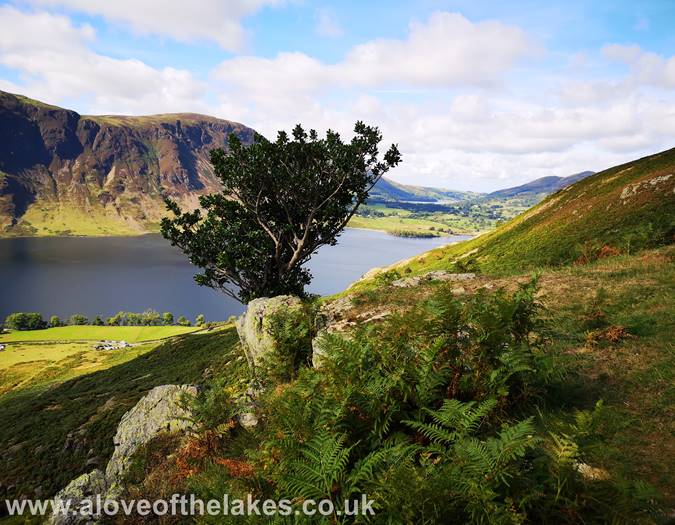 Passing the holly bush
