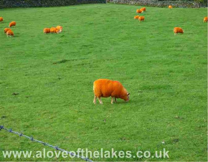 An orange sheep