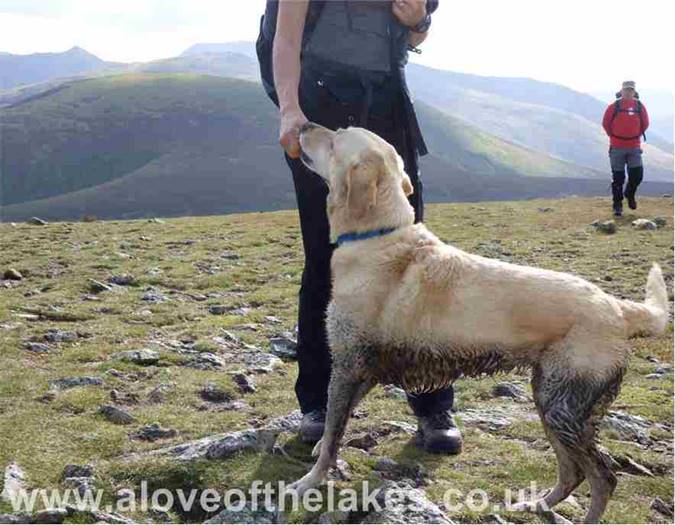A muddy dog