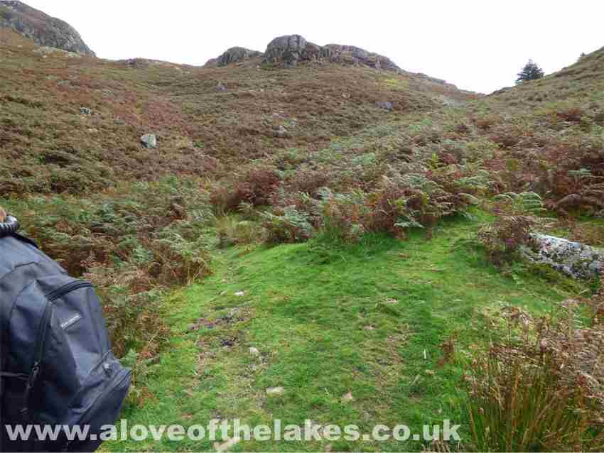 The dense bracken