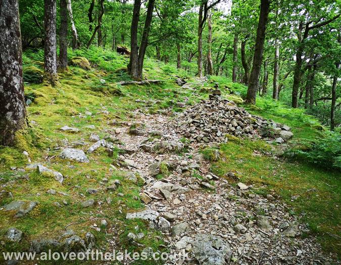 The path through the woods