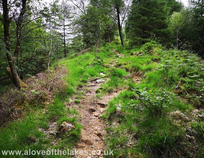 The track through the wooded area