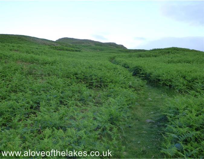 A dense area of bracken