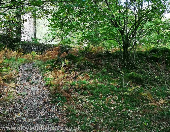 The path through the wood