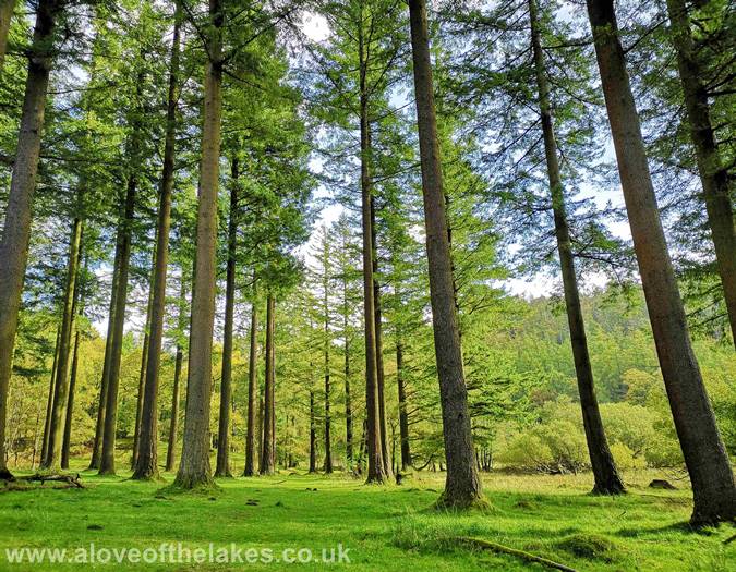 The tall pine trees