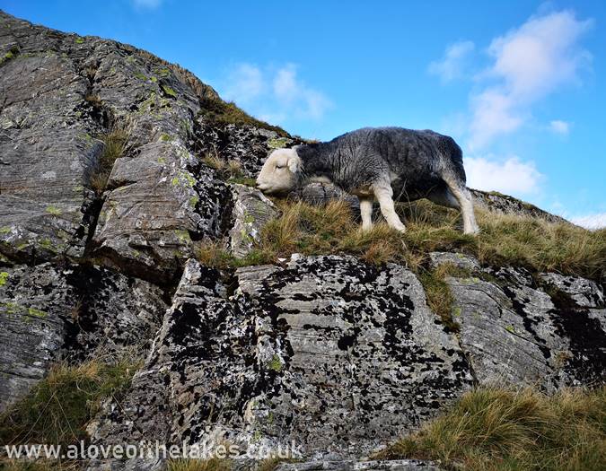 A Herdwick sheep