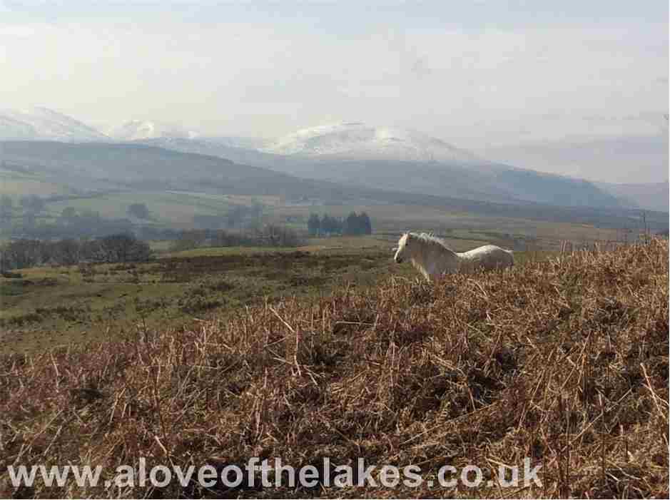 Wild horses