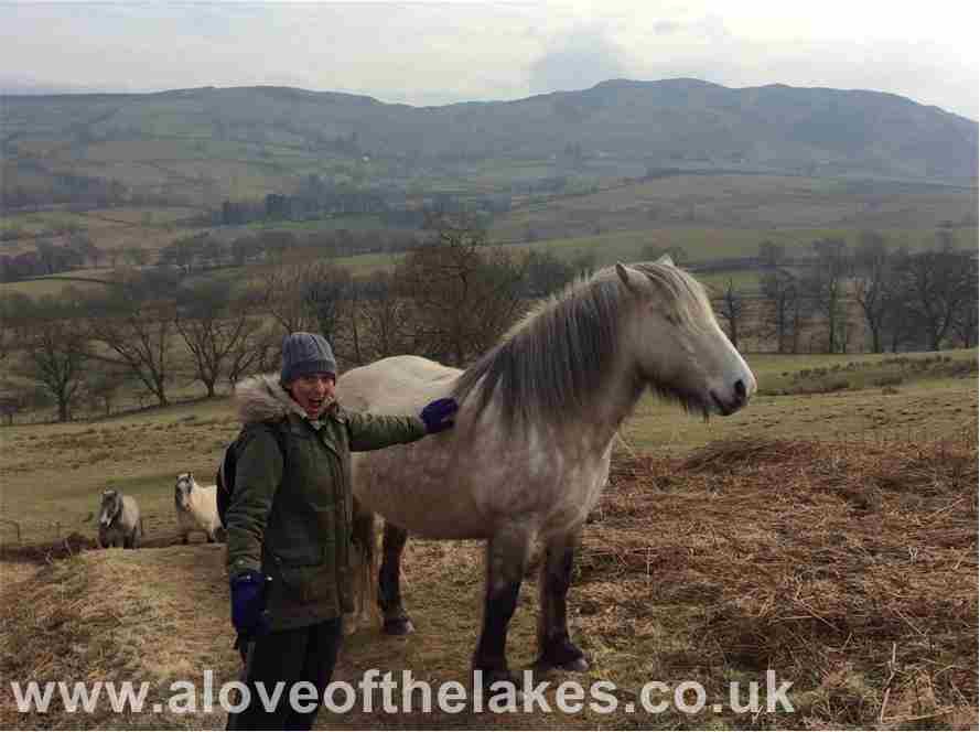 Sue with the wild horses