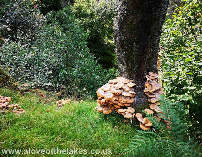 A growth of mushrooms