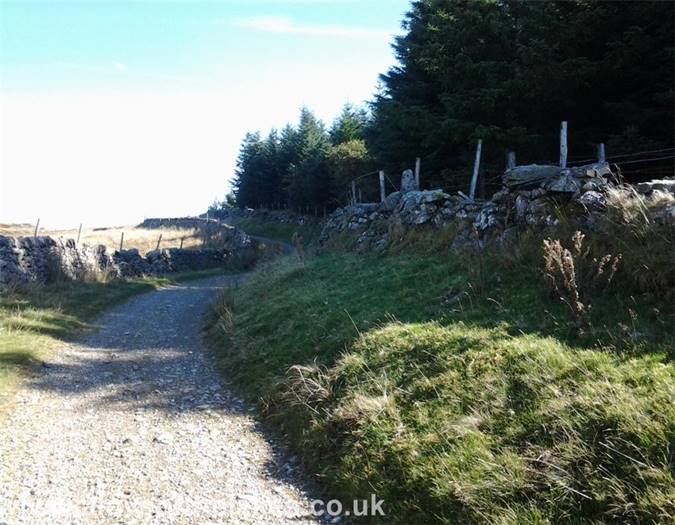 The conifer plantation