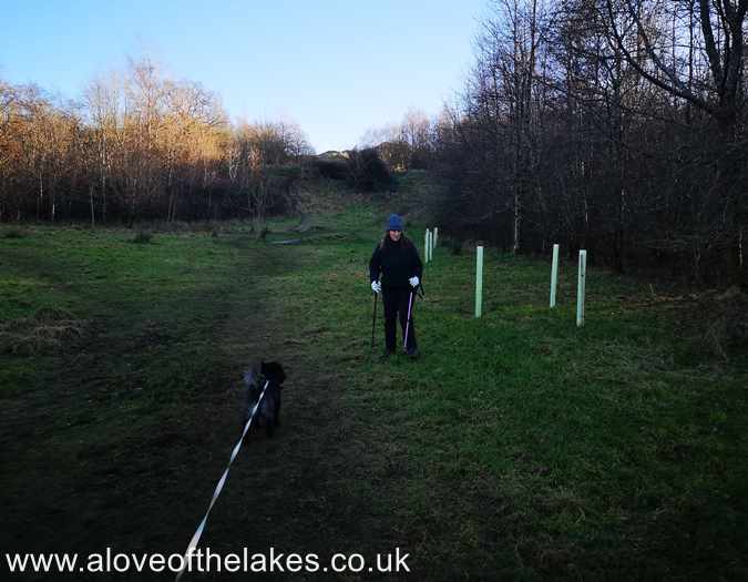 The grass track splits