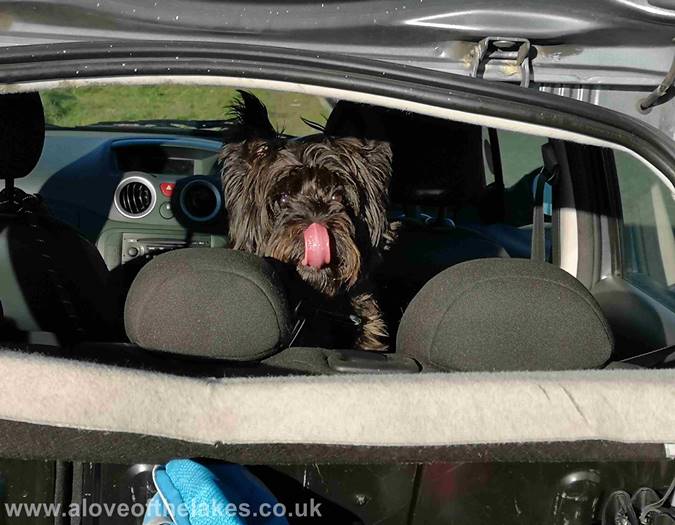 Jones the Dog