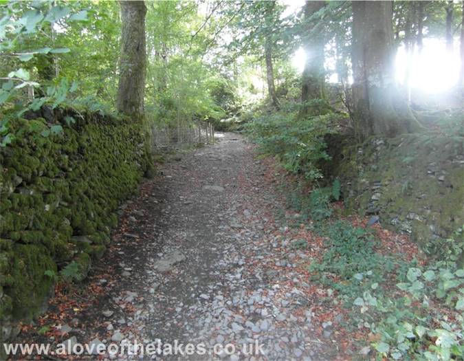 The path through the woods
