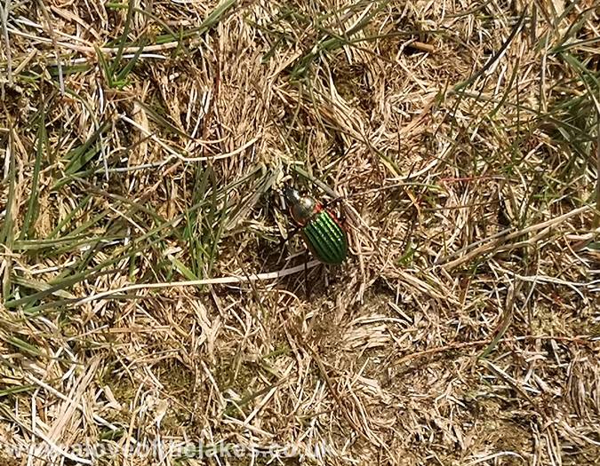 A green beetle