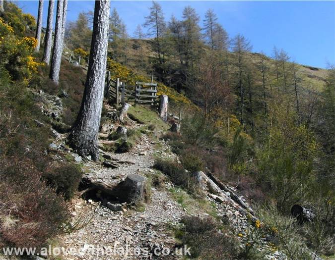 Emerging from the woods