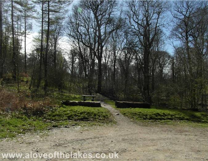 The path through the woods
