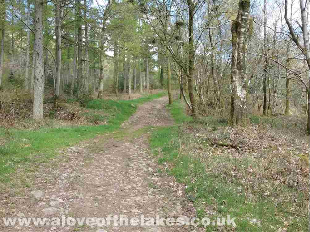 The path through the forest
